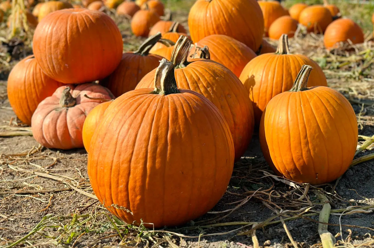 When Are Pumpkins Ready To Pick?